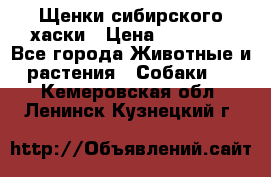 Щенки сибирского хаски › Цена ­ 12 000 - Все города Животные и растения » Собаки   . Кемеровская обл.,Ленинск-Кузнецкий г.